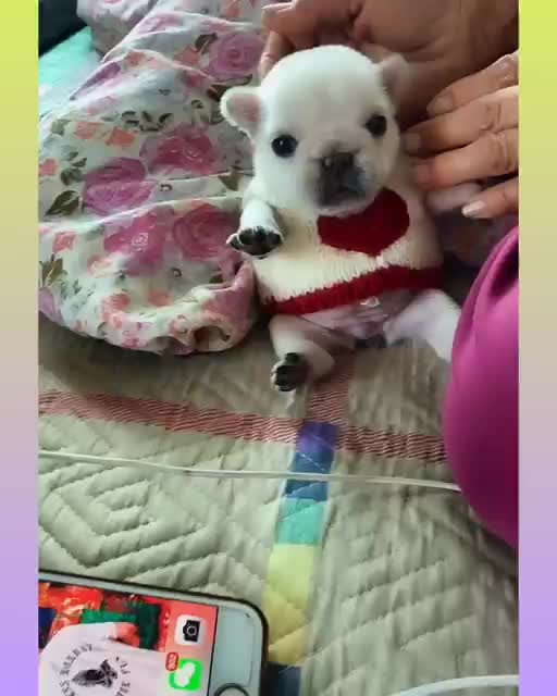 Funny and Cute Dog Video Compilation,🐕🐕_06 _#short