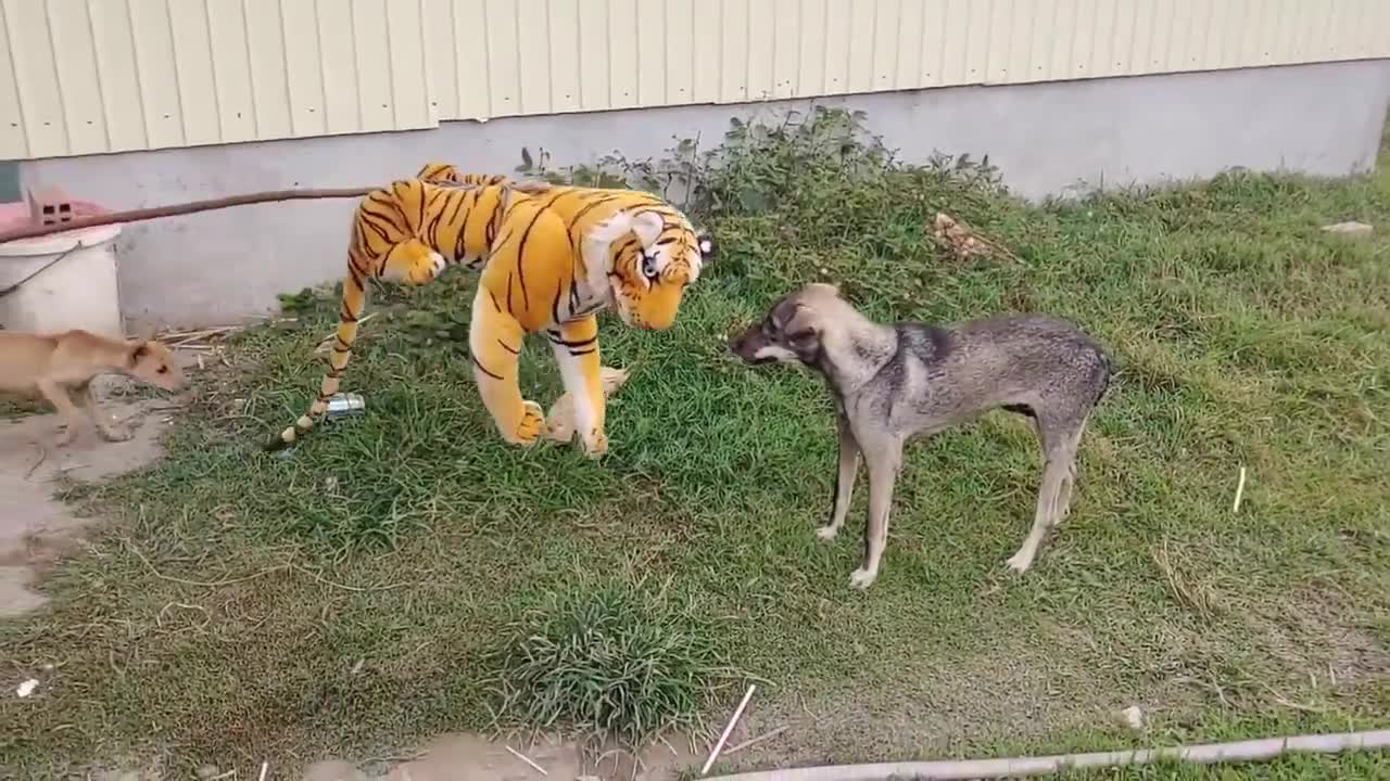 Fake Tiger Prank On Animals 🤣😂😆|| Very Funny Try Not To Laugh Video