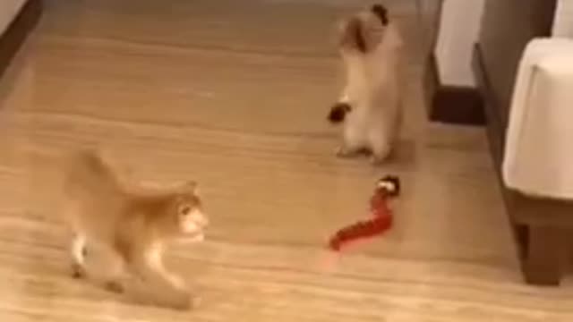 funny cat 🐈🐈 clips 😂😂😃😃 | cute cat video #shorts #cat