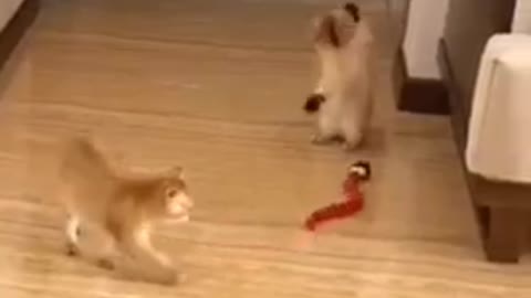 funny cat 🐈🐈 clips 😂😂😃😃 | cute cat video #shorts #cat
