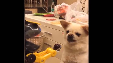 Try Not To Laugh Funny Animal Videos __ 💖 Compilation #28 💖