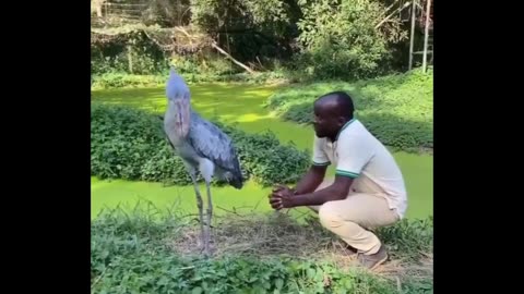 Such a cool bird isn't it 😍