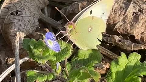 A butterfly eating blue flower honey in autumn.