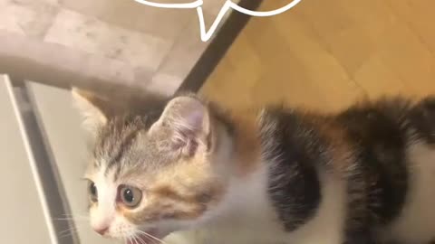 Oh oh shuttt cute cats viral shorts