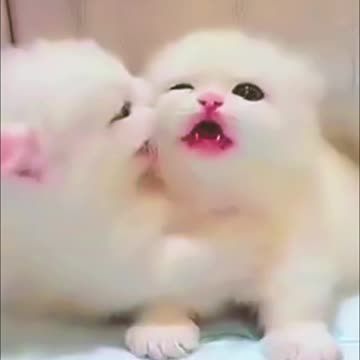 Cute Baby Cat 💫❣️Cute Cat Status _Animals love