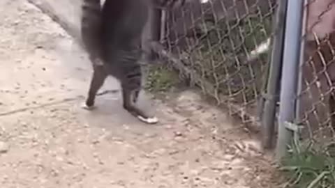 the cat beat the dog