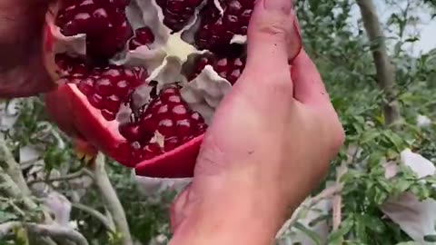 Beautiful and very fresh pomegranate - For fruit lovers