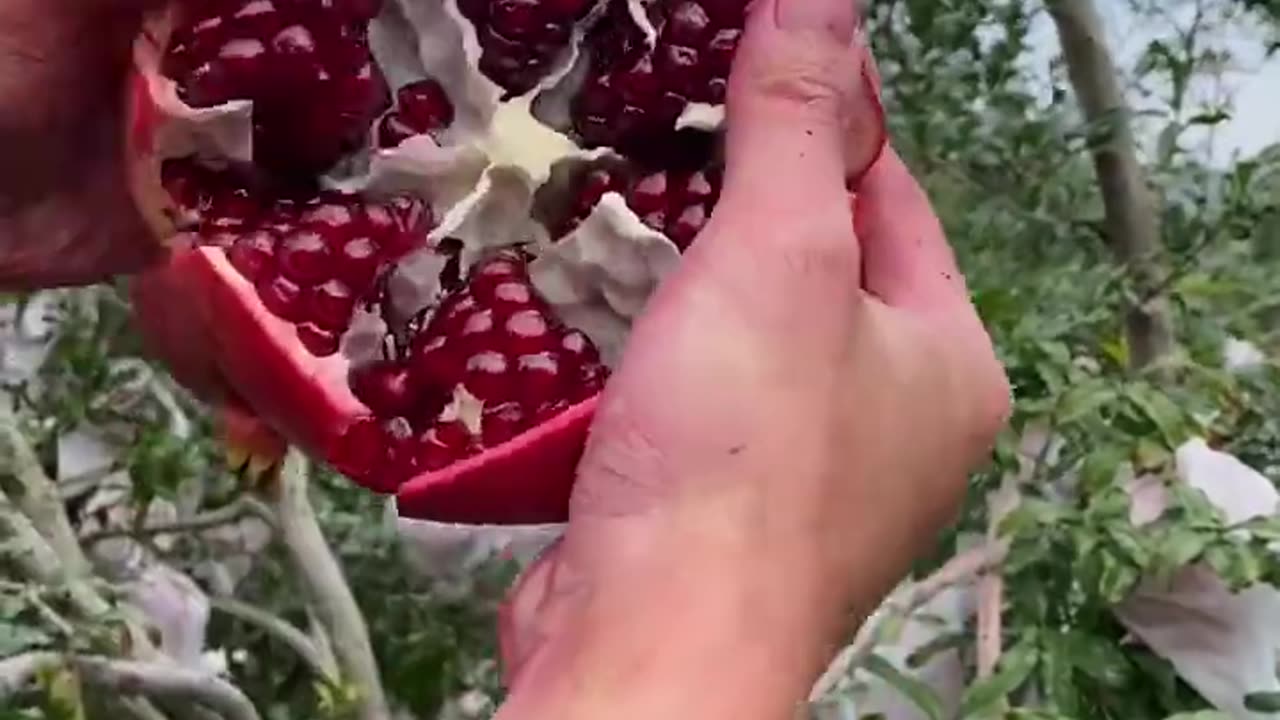 Beautiful and very fresh pomegranate - For fruit lovers