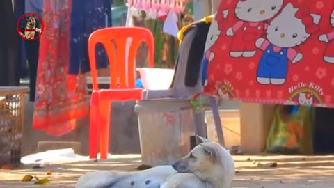 DOGE VIDEO