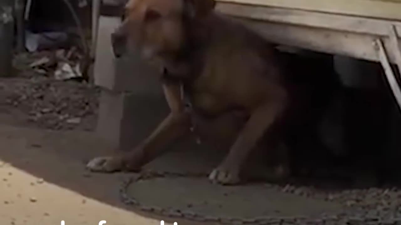 Dog Chained Up For A DECADE Saved by AMAZING Family | The Dodo