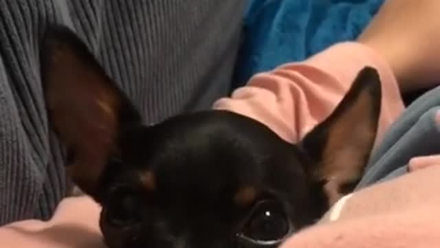 Cute and Funny Dog Compilation #shorts