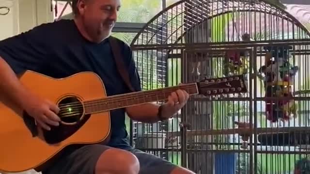 Wanted Dead Or Alive - Singing parrot