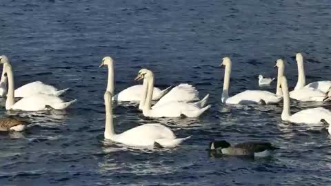 Swans ducks white