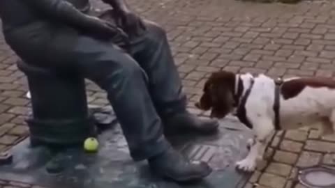 Funny dogs 🐕🐕🐶 video