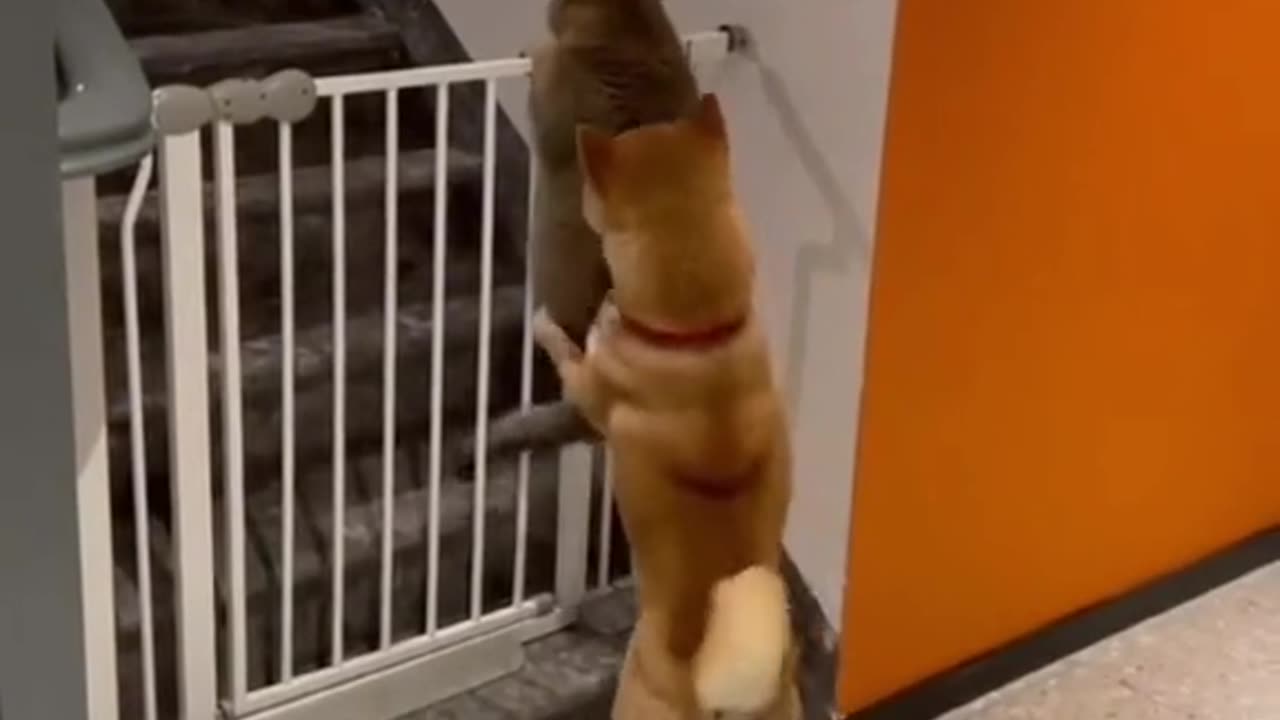 Video no. 42 you get a surprise in one of our videos stay tuned