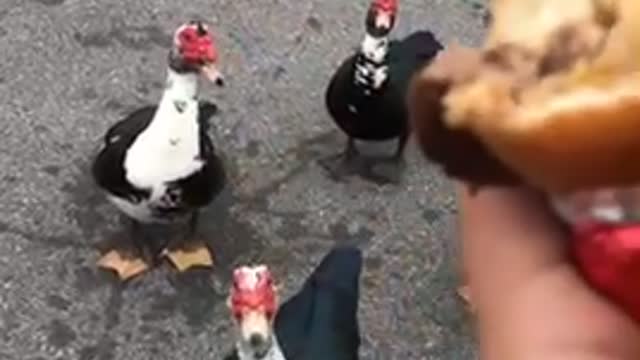The Ducks Love Me What Can I Say