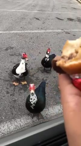 The Ducks Love Me What Can I Say