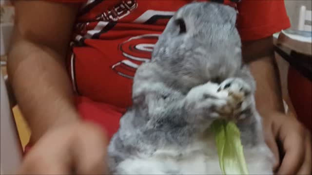 Cute bunny chewing on grow lettuce