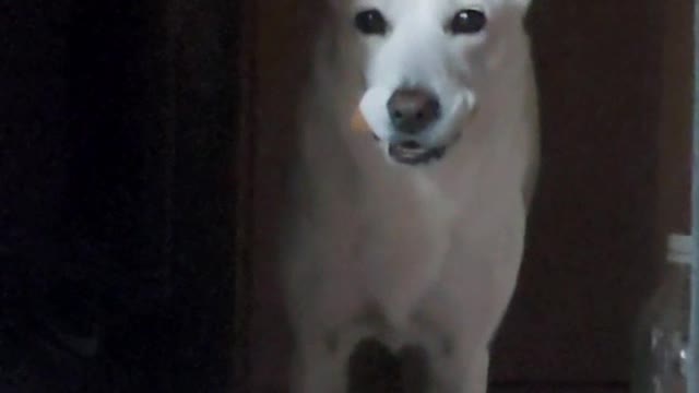 Snack proud dog