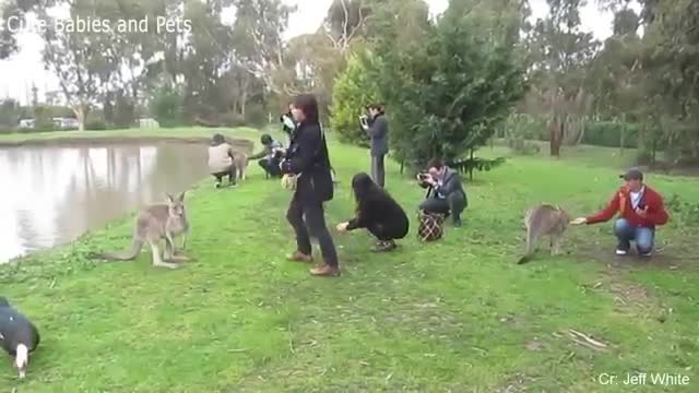Woow different Animals Chasing and Scaring People 2021