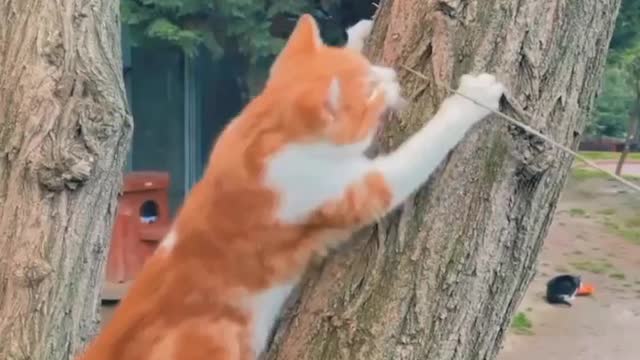 Baby-Cute and Funny Cat Videos Compilation 2| Aww Animals