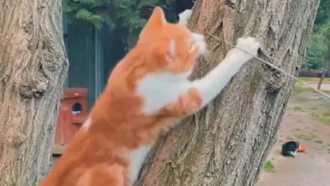 Baby-Cute and Funny Cat Videos Compilation 2| Aww Animals