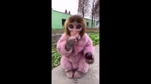 Best Animal TikToks of 2022, Will laugh!!