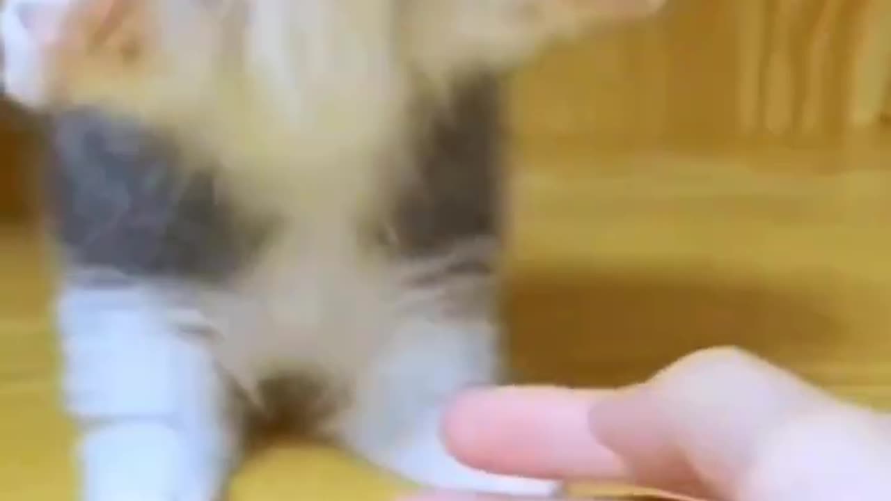 Cats funny video