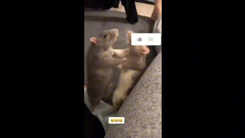 Rat fist fight🥊🥊🥊
