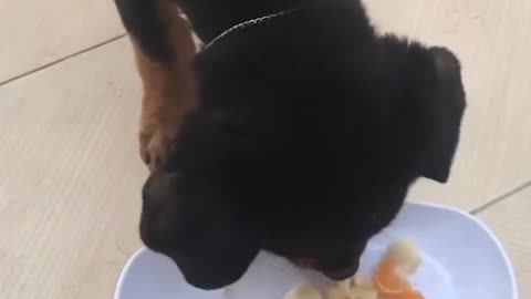 Pets are our harbour