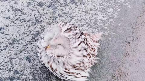 Frozen Owl Rescued from Roadway