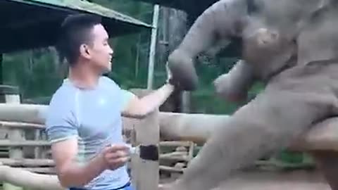 Who knew elephants were so goofy! ❤️️😃
