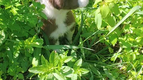 BORDER COLLIE PUPS
