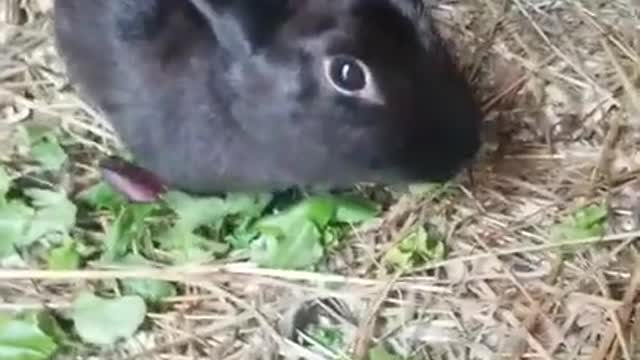 Ark Of Grace Sanctuary...BUNNY NOSES!!!