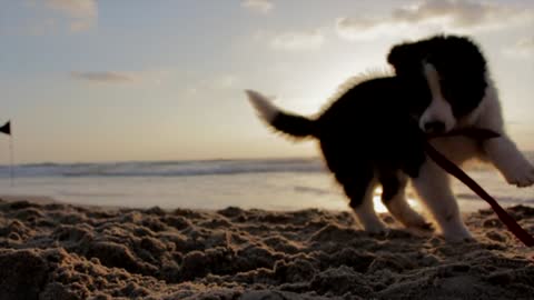 This dog is very fun He plays in the sand
