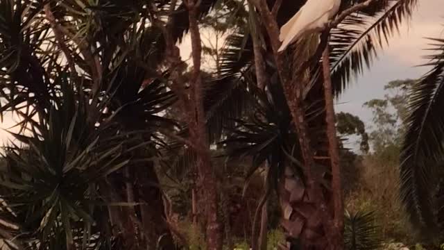 Cockatoos in back of my place