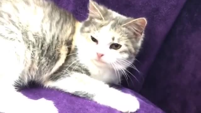 my cute kitty