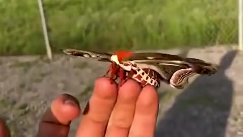 Big Butterfly wings spread