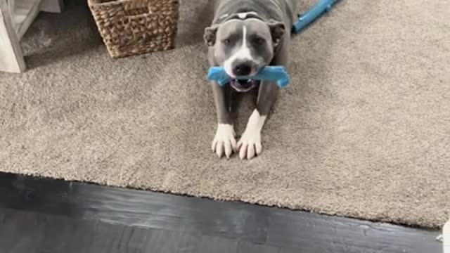 We get all the woos - thats Otto’s way of saying hi!