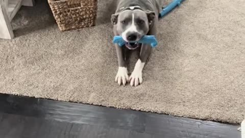 We get all the woos - thats Otto’s way of saying hi!