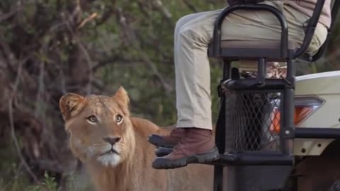 A lion find a man
