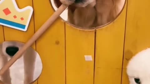 Find out if the dog is smart enough to take the stick though that HOLE