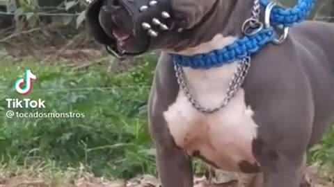 You have never seen my dog ​​powerful dance