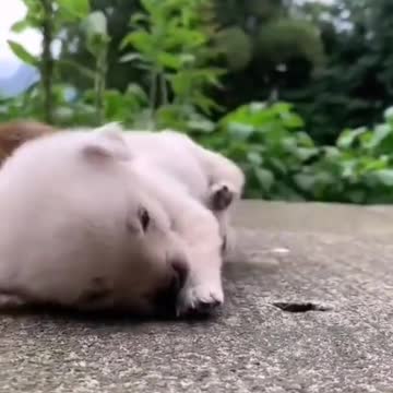 puppy status | Cute puppy whatsapp status video #shorts
