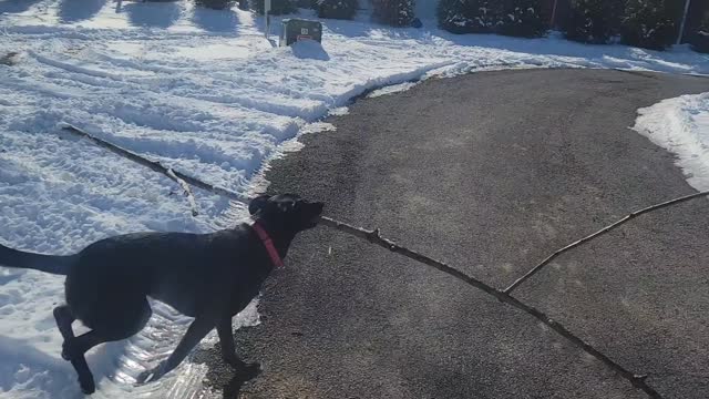 Walk tall and carry a big stick