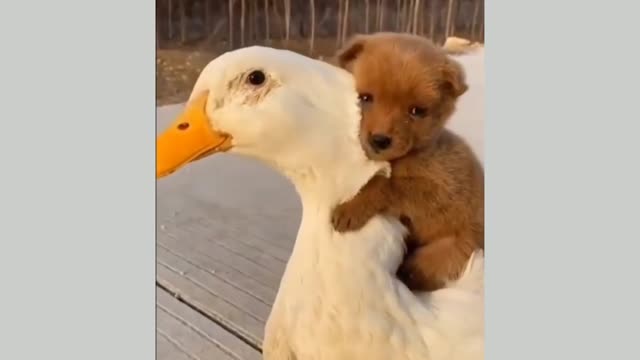 A Duck and a bitch friendship.