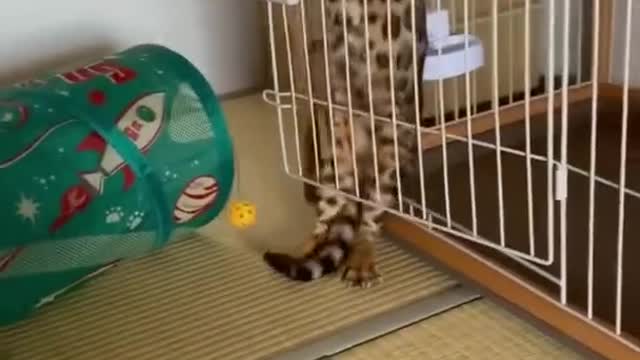 funny cat