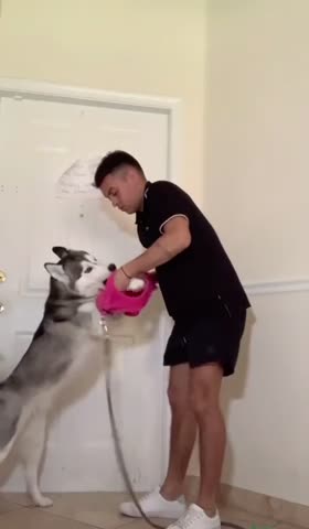 Proper way of putting on a vest leash