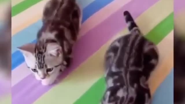 HOLD YOUR LAUGHTER 🐱 the funniest cat video makes you laugh out loud until your stomach hurts 🤣😂