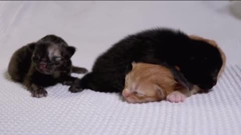 Funny Cats Video # cats showing love to each other # Crazy Cats Video #